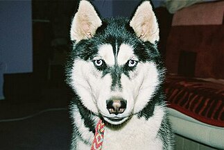 Polski: Siberian Husky - przykład umaszczenia (samica)