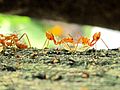 Two weaver ants transferring food