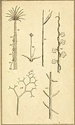 The elements of botany Being a translation of the Philosophia botanica, and other treatises of the celebrated Linnæus, to which is added an appendix, wherein are described some plants lately found in (21216758736).jpg