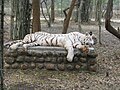 White Tigers at Bannerghatta National Park