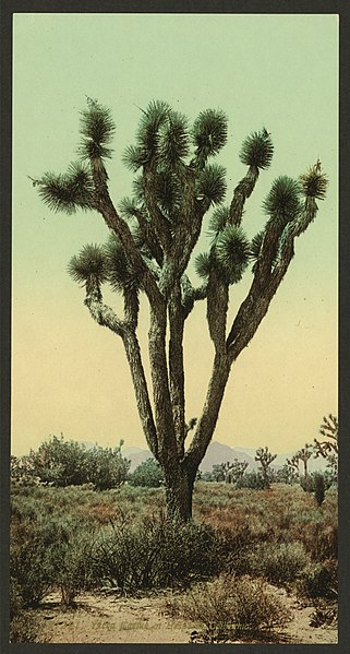 File:Yucca cactus at Hesperia, California-LCCN2008678106.jpg