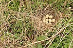 Seite 11: File:Mallard_Nest_14-04-12_(7077843225).jpg (http://www.flickr.com/photos/nottsexminer/7077843225/) Autor: Flickr-User Nottsexminer (https://www.flickr.com/people/25443598@N06) Lizenz: CC BY-SA 2.0