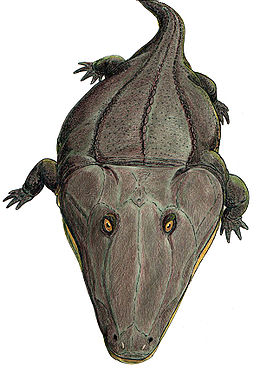 Mastodonsaurus torvus