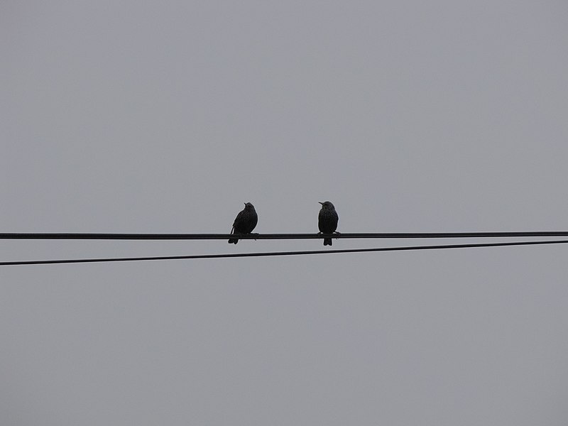 File:Overhead power lines in Iran-Qom City 30.jpg