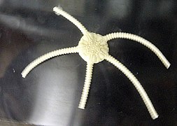 Ophiomusium lymani, une Ophiosphalmidae