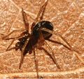 February 13: A juvenile Zodarion styliferum spider.