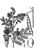 Acacia angustissima BB-1913.jpg