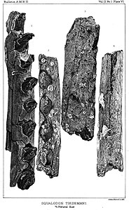 Fòssil holotip del musell d'A. tiedemani a la vista lateral (1) i un fragment de la rama mandibular en diverses vistes (2-3)