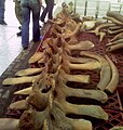 North Atlantic right whale skeleton found on the Thames in 2010 at Bay Wharf, Greenwich