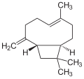 β-Caryophyllene has important anti-inflammatory properties.