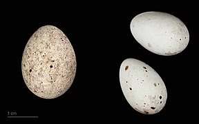 Vejce kukačky obecné iberské (Cuculus canorus bangsi) a zvonka zeleného (Carduelis chloris)