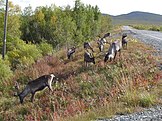 Takbokke in Enontekiö