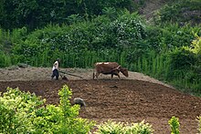Korea-Yecheon County-Gigokri-A old farmer plowing a field with a cow.jpg