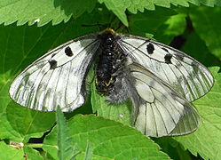 mating