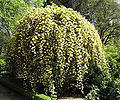 Rosa banksiae var. lutea im Real Jardín Botánico de Madrid