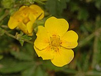 Potentilla delphinensis