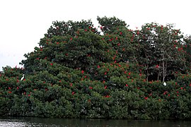 Una colonia, a Caroni Swamp, Trinidad