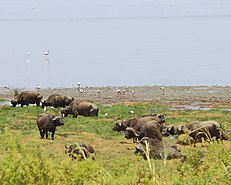 Đàn trâu tại vườn quốc gia Manyara, Tanzania.