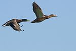 Seite 7: File:Mallard_pair_in_flight.jpg (http://www.flickr.com/photos/49503118795@N01/3987849129/) Autor: Flickr-User Ingrid Taylar (https://www.flickr.com/people/49503118795@N01) Lizenz: CC BY 2.0