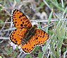 Melitaea didyma (Tweekleurige parelmoervlinder)