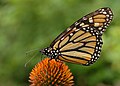 "Monarch_Butterfly_Danaus_plexippus_on_Echinacea_purpurea_2800px.jpg" by User:Ram-Man