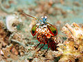 Image 10 Mantis shrimp Credit: Jens Petersen Mantis shrimp (peacock mantis shrimp – Odontodactylus scyllarus – pictured) are marine crustaceans of the order Stomatopoda. They take their name from the physical resemblance to praying mantises and shrimp. More selected pictures