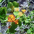 Wild lantana growing near road leading to entrance to park