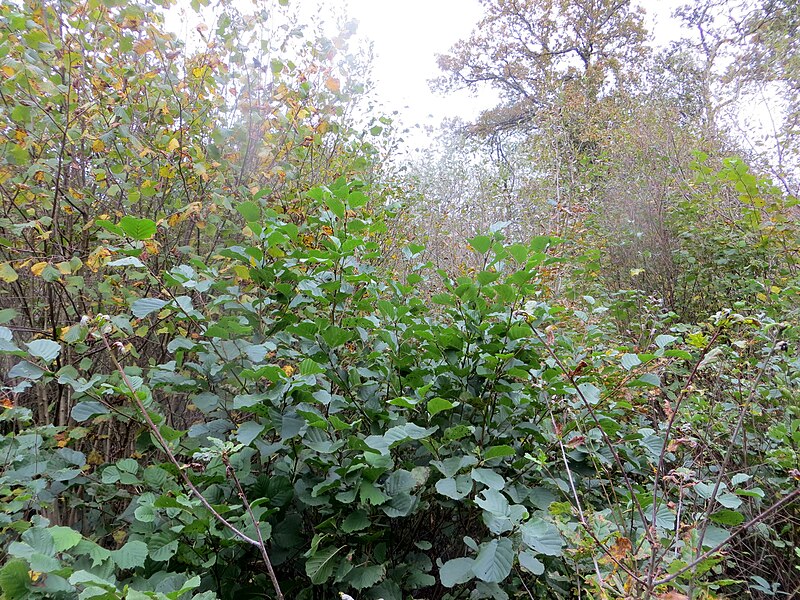 File:Autumn in Berrydown Woods - October 2014 - panoramio.jpg