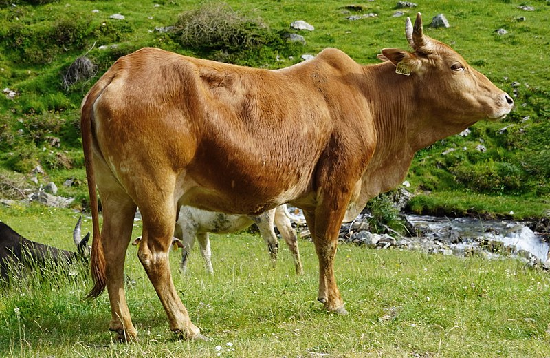 File:Buckelrind (Zebu) Oberstalleralm (Osttirol) 08.jpg