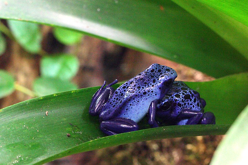 File:Blue Poison Dart Frogs.jpg