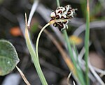 Bicoloured sedge