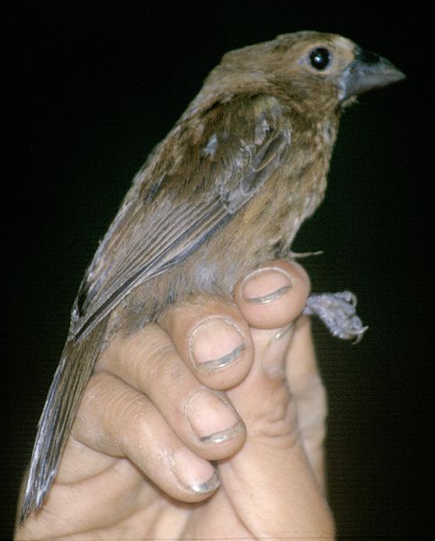 File:Cyanocompsa cyanoides - female.jpg