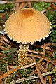 Cuticule furfuracée (Cystoderma amianthinum)