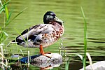 Seite 4: File:Canard_au_bassin_Lairet_-_Parc_Cartier-Brébeuf.jpg Autor: User:Jstremblay Lizenz: CC BY-SA 3.0