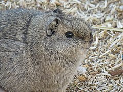 Cavia tschudii 104314999.jpg