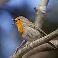 Erithacus rubecula (Muscicapidae)