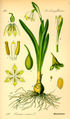 Leucojum vernum plate 138 in: Otto Wilhelm Thomé: Flora von Deutschland, Österreich u.d. Schweiz, Gera (1885)