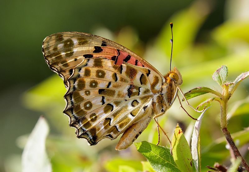 File:Indian Fritillary at Keitakuen in Osaka, June 2016.jpg