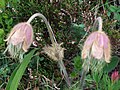 Anemone vernalis Kleine Scheidegg, Switzerland