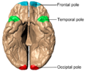 Poles of cerebral hemispheres