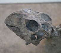 Psittacosaurus holotype skull.jpg