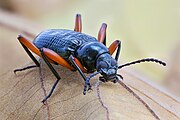 Tenebrionidae Strongylium (Darkling beetle) on a leaf, in Don Det.