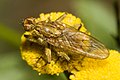 male