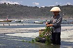 Seaweed farming in Indonesia
