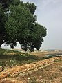 Remains of an Idrisid mosque at Lixus