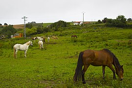 Equus ferus caballus Caballo