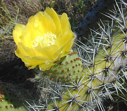 Figavaisė opuncija (Opuntia ficus-indica)