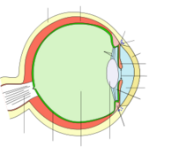 Eye scheme mulitlingual-nocircles-310px.png