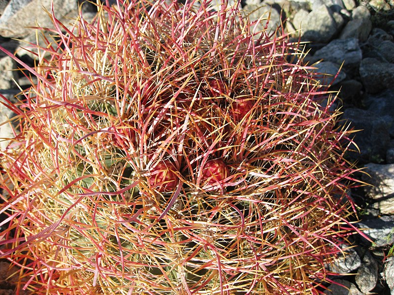 File:Ferocactus cylindraceus (I think) - Flickr - brewbooks.jpg