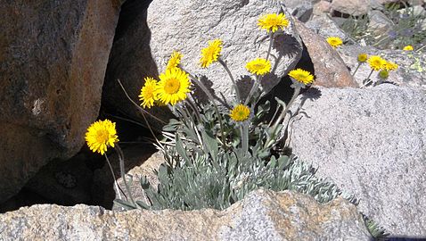 Golden fleabane (Erigeron aureus)